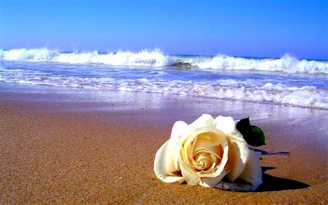 Beach Rose Wallpapers - Top Free Beach Rose Backgrounds - WallpaperAccess