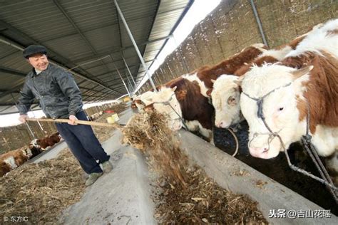 寧蒗縣肉牛育肥技術要點 每日頭條