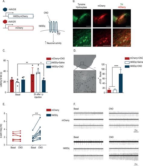 Validation Of Neuronal Activity Modulation Using Dreadds A Schematic