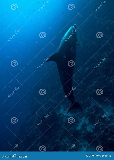 Underwater Dolphin Royalty-Free Stock Photo | CartoonDealer.com #12044289