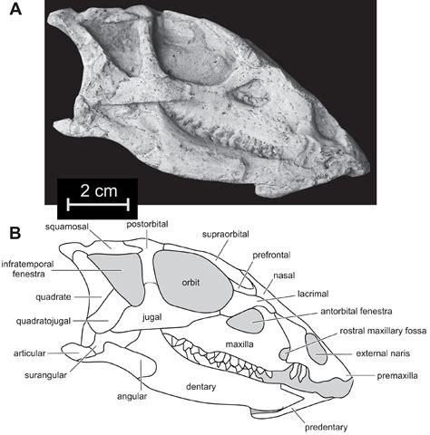 Species New To Science Paleontology • 2020 Changmiania Liaoningensis