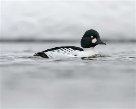 Common Goldeneye Identification Life History And Habitat