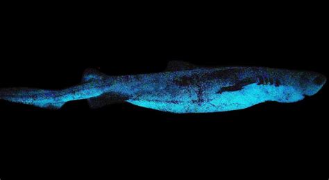 Researchers Have Discovered the Largest Known Luminous Vertebrate ...