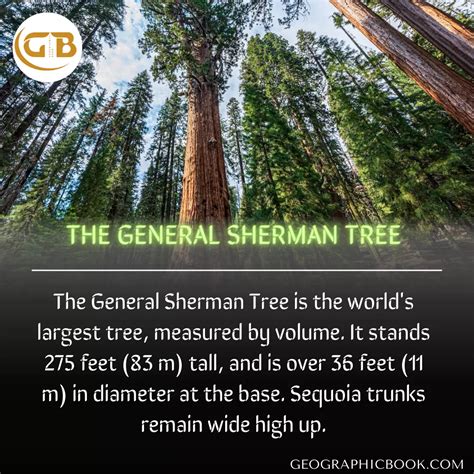 General Sherman Tree - Geographic Book