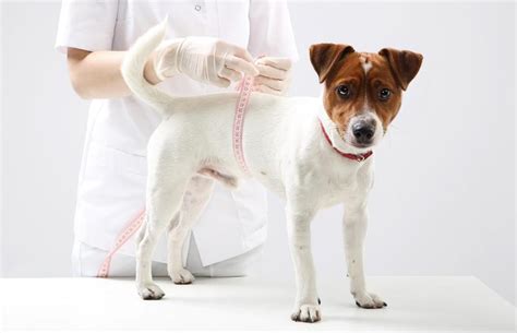 How Can You Predict The Size Of A Puppy