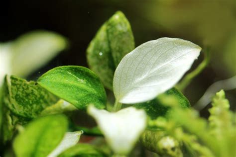 Cryptocoryne Spiralis Tiger Online Aquaria