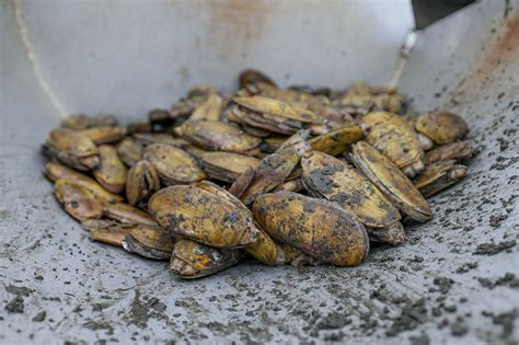 Quinault Indian Nation Razor Clam Harvest Stories Seafood Watch