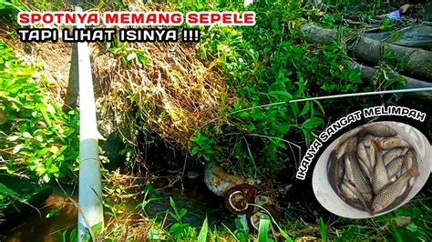 Mancing Di Selokan Kecil Strike Bertubi Tubi Mancing Ikan Wader