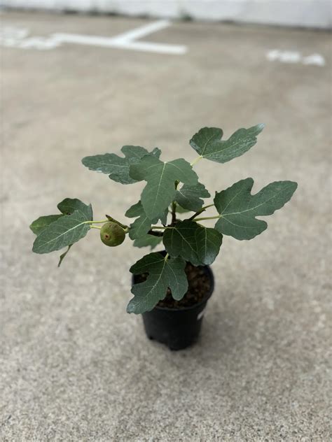 Edible Fig Fruit Plant - Chye Heng Orchid Garden