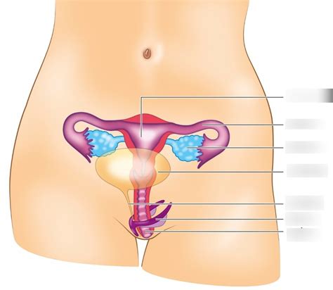 Biologie Thema Figuur Diagram Quizlet