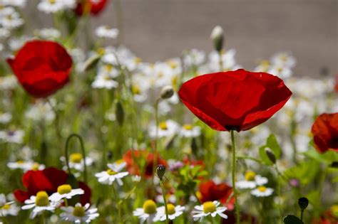 Papaver Rhoeas Margarida Natureza Foto Gratuita No Pixabay Pixabay