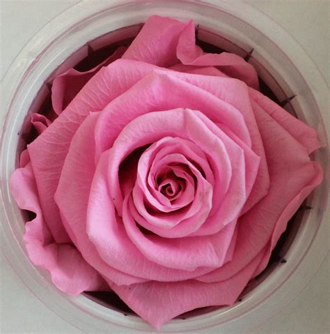 Preserved Roses | Stevens and Son Wholesale Florist