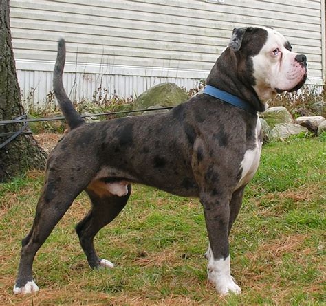 Diary of a Mad Pet Enthusiast: Breed of the Day: Alapaha Blue-Blood Bulldog