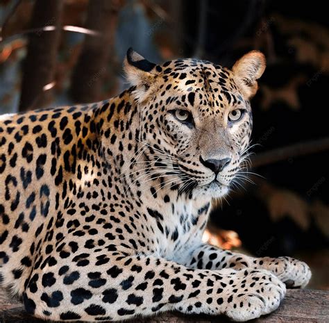 Sri Lanka Ceylon Leopard Panthera Pardus Kotiya Macan Tutul Karnivora