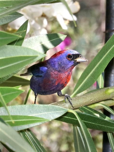 Birds Similar To Painted Buntings