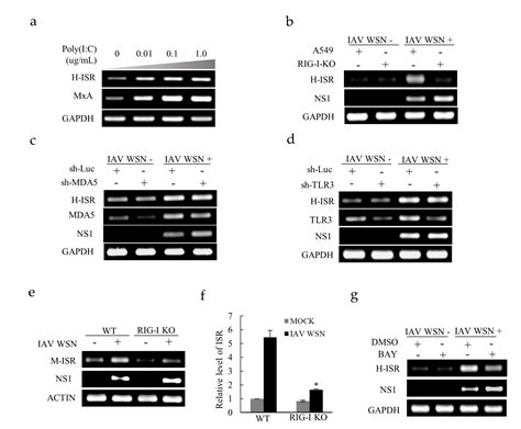 Ijms Free Full Text Identification Of An Interferon Stimulated Long