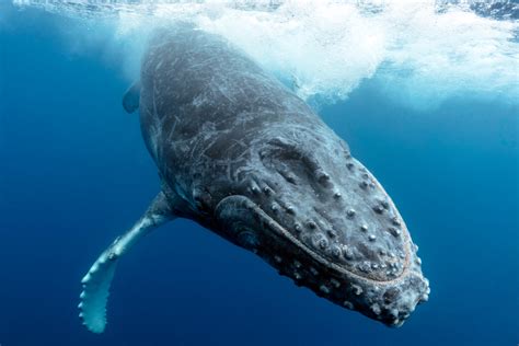 Humpback Whales Are Increasingly Giving Up on Singing | Flipboard