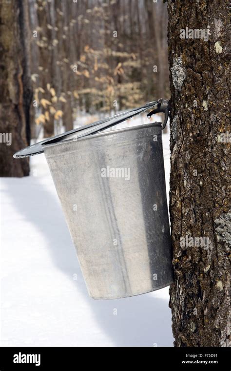 Droplet Of Maple Sap Ready To Fall Into A Pail Stock Photo Alamy