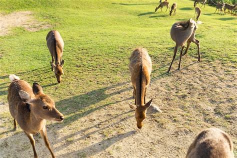 Premium Photo | Deer at farm