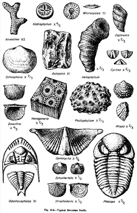 Printable Fossil Identification Chart