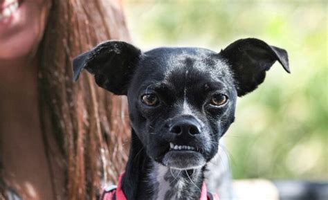 42 Boston Terrier Mixes: Boston-Based Buddies!