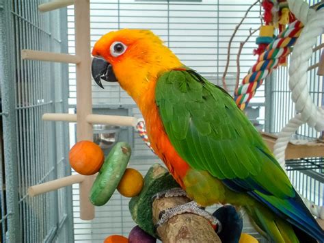 A Whole New World: Safe Toys for Birds and Exotics | Shiloh Veterinary ...