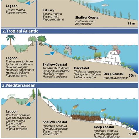 Current Global Distribution Of Seagrass In Relation To Mean Ocean Download Scientific Diagram