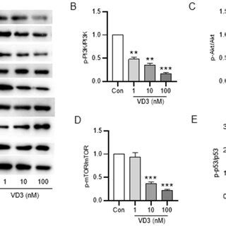 Vd Activates P Signaling And Inactivates Pi K Akt Mtor Signaling