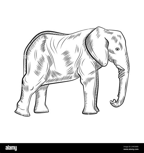 Elephant drawing pencil vector vectors Cut Out Stock Images & Pictures - Alamy