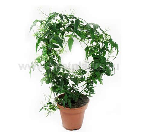 Купить Жасмин. Рекомендации по уходу. Фотографии в интерьере.