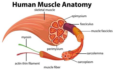 Human Muscle Anatomy Diagram 433295 Vector Art at Vecteezy