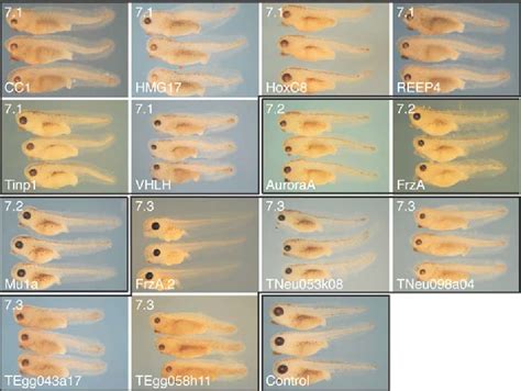 Figure From Defining Synphenotype Groups In Xenopus Tropicalis By