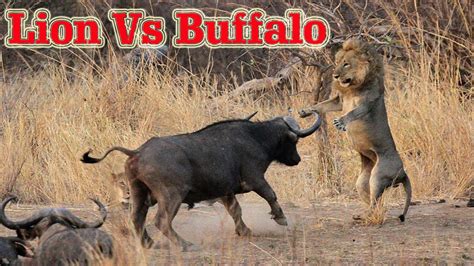 Lion Vs Buffalo Real Fight Lion Vs Buffalo Fight To Death Lion Vs