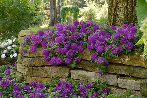 Purple Endurascape™ Verbena Southern Living Plants