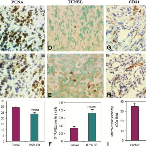 In Vivo Anti Proliferative Pro Apoptotic And Anti Angiogenic Effects