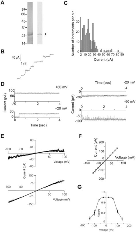 A Sds Page And Immunoblot Analysis Of The Purified Native Pxmp Left