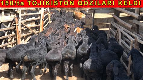 TOJIKISTON Xissori QOZILARI Keldi N1 Keldi 998 99 868 11 60 998