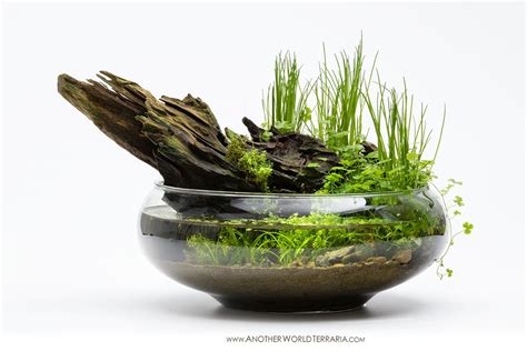 A Wabi Kusa In A Glass Bowl The Primary Hardscape Element Is Malaysian