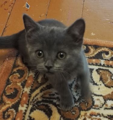 Как я собирал панель приборов Venator | Пикабу