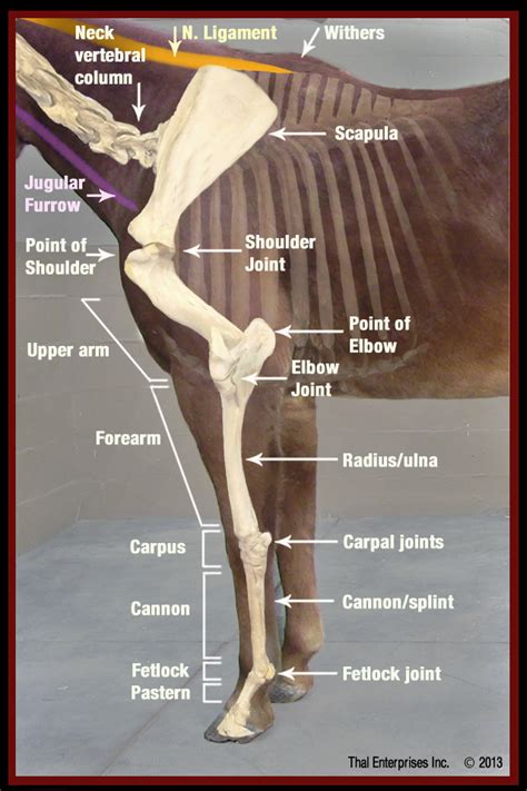 Vitals And Anatomy Horse Side Vet Guide Anatomy Horse Health Horse