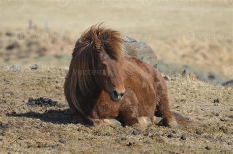 Resting Roan Icelandic Horse 9752267 Stock Photo at Vecteezy