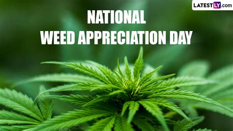 Festivals & Events News | What is National Weed Appreciation Day ...