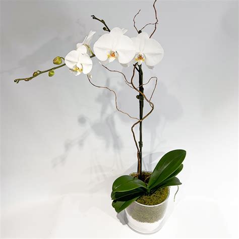 Classic Orchid Pot Plant - The Wild Bunch