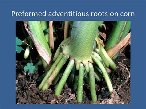 PPT - Biology of adventitious root formation on cuttings PowerPoint ...