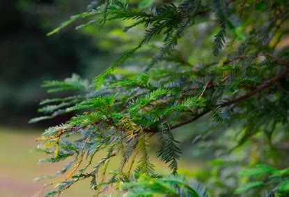 Shade Tolerant Evergreen Trees Zone 5 With Table Sample