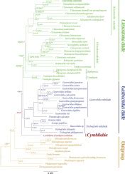 Plastid Phylogenomic Data Yield New And Robust Insights Into The