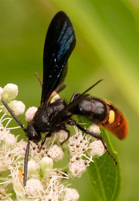 David H. M. Gray Photography - Blue-Winged Wasp