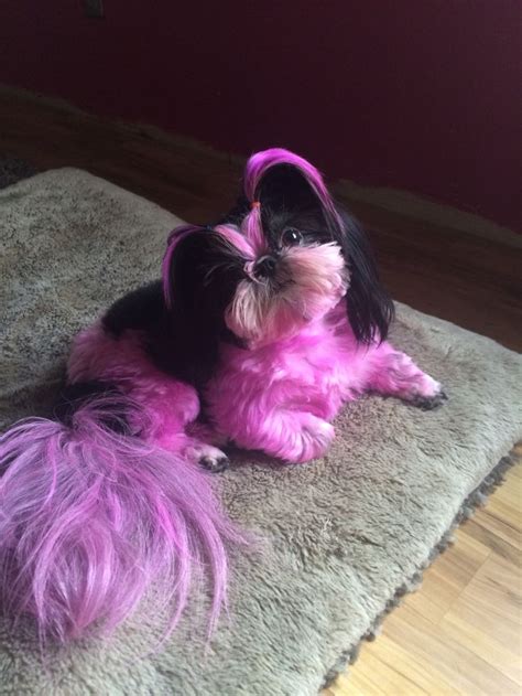 Nietzsche Imperial Shihtzu Pinkdog Shihtzu Shih Tzu Pink