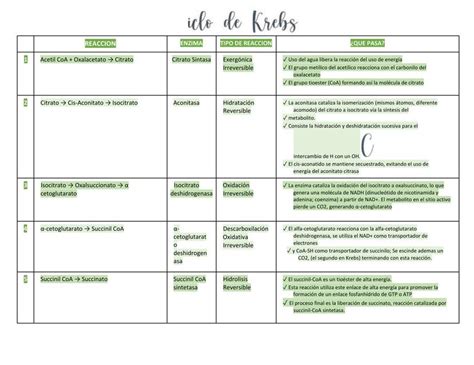 Ciclo De Krebs Studymed Jm Udocz