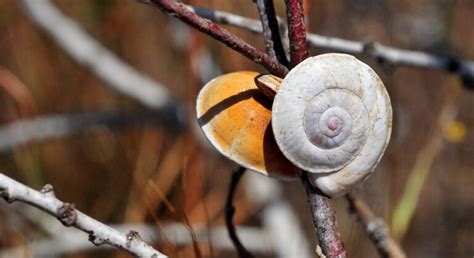 Cu L Es El H Bitat De Los Por Feros En La Naturaleza